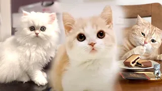 Baby Cats 🐱 - Cute and Funny Cat Videos Compilation #2 | Wepie