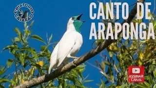 CANTO DE ARAPONGA