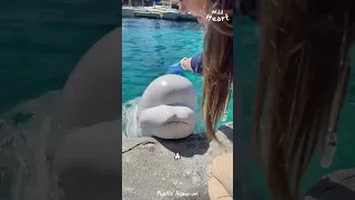 Why a Beluga's Head is SO SQUISHY?