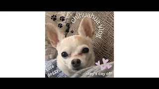 a day in the life of my chihuahua | dog vlog 🖤