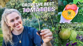 Tips for Growing Healthy Tomatoes // What you need to know BEFORE planting Tomatoes