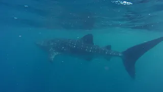 Impact Zone Spearfishing - Western Australia - Shore Dives