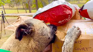 Mail Opening | Rescue Dogs receiving Mail from all over the World