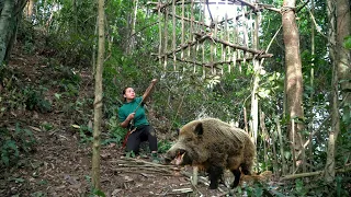 ambush trap. wild boar, wild boar trapping skills, survival. alone, survival instinct