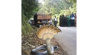 Seven Headed Snake: Real or Fake?