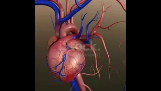 Human heart anatomy!3d animation model! Anatomy of heart! heart structure! medical world official!