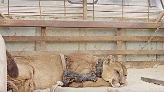 Ömrü Boyunca Zincire Vurulan Aslan Serbest Kaldığında Bakın Ne Yaptı ?