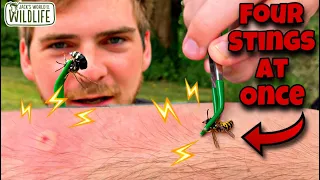 STUNG by a BALD FACED HORNET, POLISTES METRICUS and MORE! Ft. the Hornet King!!!