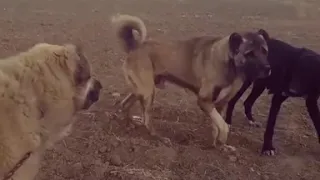 Tajik dog  fight 2018 tajik shepherd dog fight