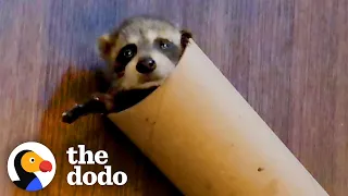 Baby Raccoon Is SO Awkward — And So Cute | The Dodo Little But Fierce