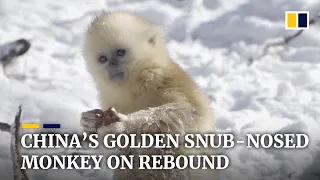 Hope for endangered golden snub-nosed monkeys as numbers soar in central China