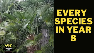 All Trachycarpus species A to Z 2022