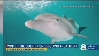 Winter the Dolphin possibly fighting 'gastrointestinal infection,' aquarium staff says