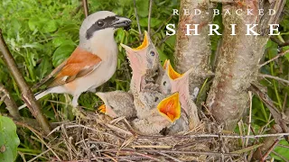 Red-backed shrike. Birds in breeding season. Bird nest with five chicks.