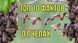 ТОП 10 ФАКТОВ О ПЧЕЛАХ