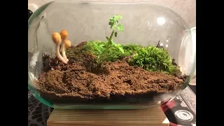 ВЕЧНЫЙ ТЕРРАРИУМ - NEW ! / Eternal terrarium - NEW !