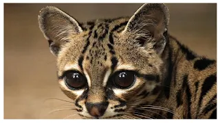 Дикий кот Маргай - очаровательный ловкий охотник, напоминающий расцветкой маленького Леопарда