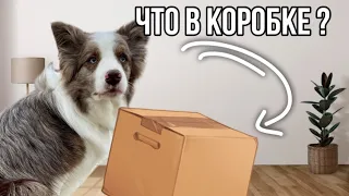 Распаковка посылки 📦 что я заказала для собак ?