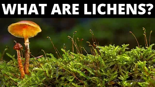 Do You Know What Are Lichens?