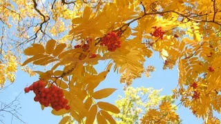Осенние Листья! Очень красивое осеннее слайд-шоу!