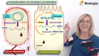 43.Biología. La expresión génica