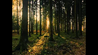 🌲 Звуки леса пение птиц звуки природы 🌲