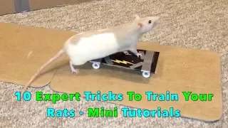 10 Expert Tricks To Train Your Rats - Mini Tutorials