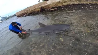 Fishermen Capture and Release Large Bull Shark in Sydney Harbour