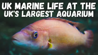 UK Marine Life At The UK's LARGEST Aquarium! (NMA Plymouth)