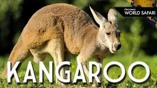 Kangaroos Can Jump 30 Feet High