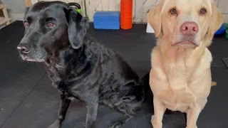 Olive and Mabel - Home Gym