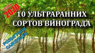 10 УЛЬТРАРАННИХ СОРТОВ ВИНОГРАДА !!!