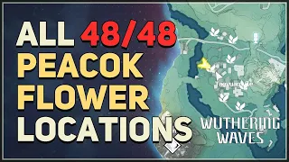 All 48 Peacok Flower Locations Wuthering Waves