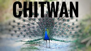 Nepal National parks and wildlife|Chitwan nepal tourism |Chitwan National Park |Rhino in Nepal