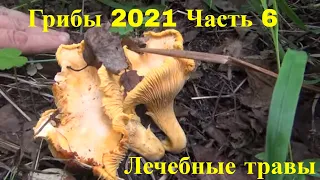 Грибы 2021 лисички 9 августа  часть 6 Поход в лес Лечебные травы Аконит Сибирский борщевик Сибирь