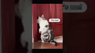 FUNNY AND CUTE CAT VIDEOS TO START YOUR WEEK! 2022?? | YUFUS #shorts