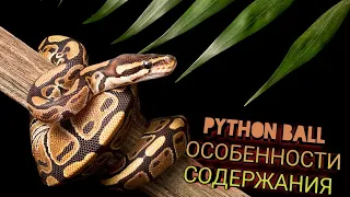 СОДЕРЖАНИЕ КОРОЛЕВСКОГО ПИТОНА В ДОМАШНИХ УСЛОВИЯХ / PYTHON BALL