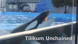 Tilikum UNCHAINED. Tilly. #Blackfish SeaWorld Slave Killer Whale