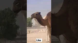 Beautiful camel video Onth short video  ||  viral short 🐪🐫