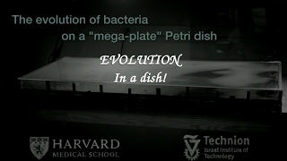 EVOLUTION in a DISH!