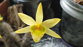 Dendrobium senile