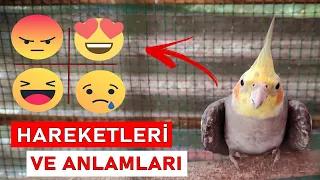 Sultan Papağanı Hareketleri ve Anlamları