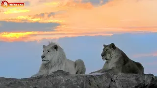 БЕЛЫЙ ЛЕВ и его королева покоряют вершину! Тайган. Lions life in Taigan.