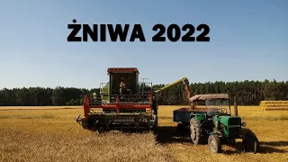 Oporowe żniwa pszenicy 🔥 Pszenica oścista pod kosę 🔥 Claas Dominator 48s, Ursus C-328 i 3512 w akcji