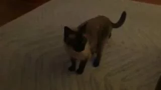 Oscar the Siamese Cat is Meowing Loud