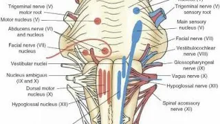 anatomy of glossopharyngeal nerve (CN-9)