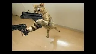 Funniest Cats and Dogs  Funny Animals 2023 Compilation 65