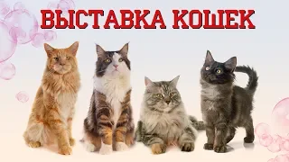 Выставка кошек в Сокольниках 2019