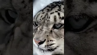 snow leopard growls | снежный барс рычит #shorts