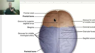 Anatomy of head and neck module in Arabic 8 (Cranial cavity, skull vault) , by Dr. Wahdan